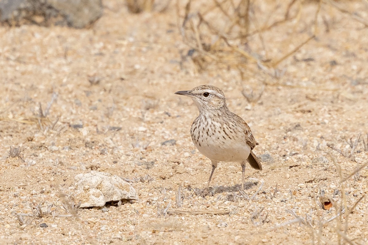 Karoo Long-billed Lark (Benguela) - ML640663557