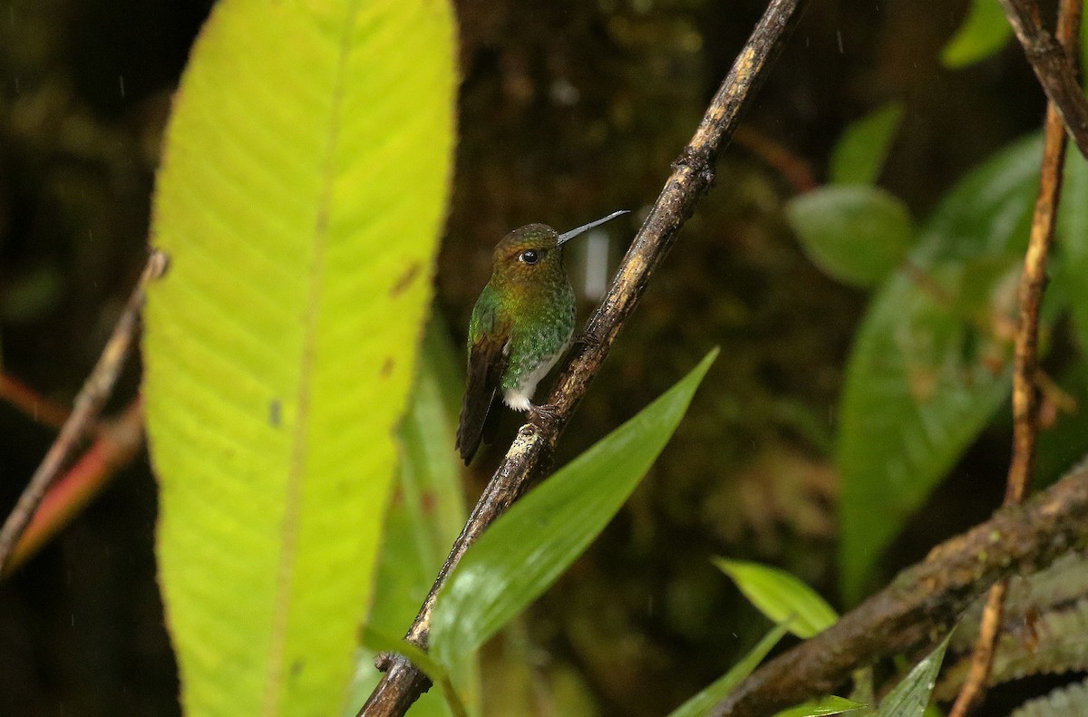 Greenish Puffleg - ML640663621