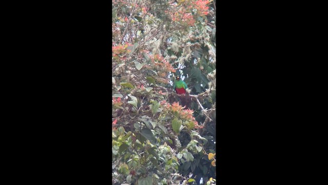 Golden-headed Quetzal - ML640663698