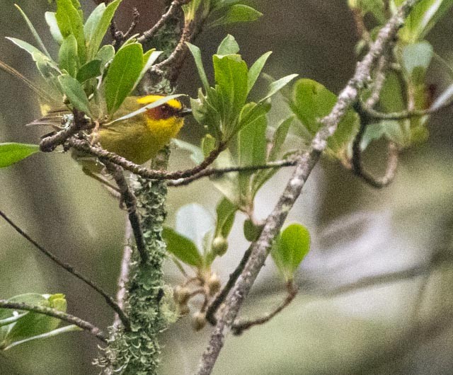 Golden-browed Warbler - ML640663699