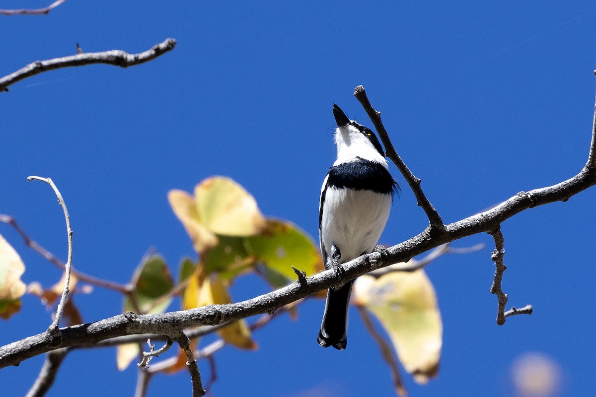 priritbatis - ML640663761
