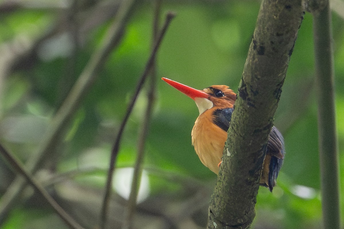 African Dwarf Kingfisher - ML640663777