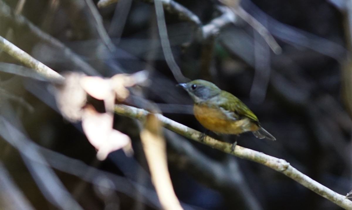 Flame-crowned Manakin - ML640663781