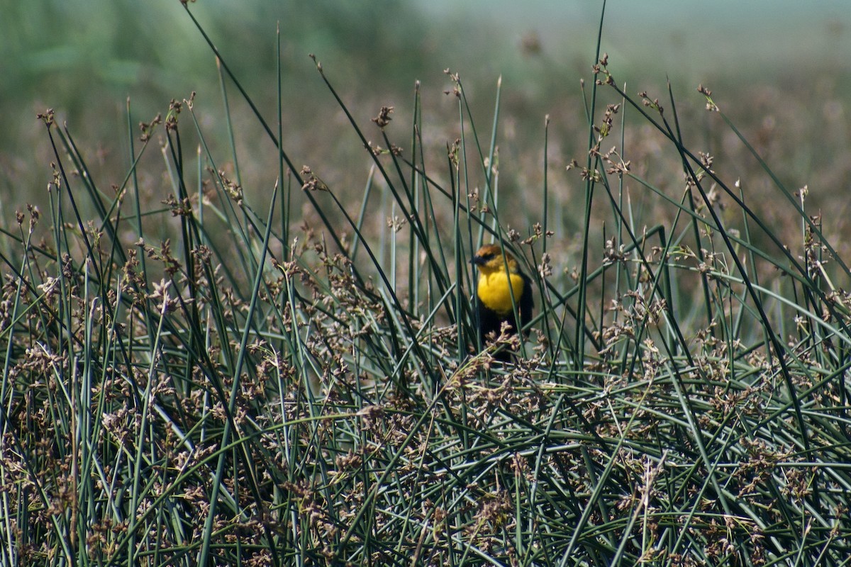 Yellow-headed Blackbird - ML640663782