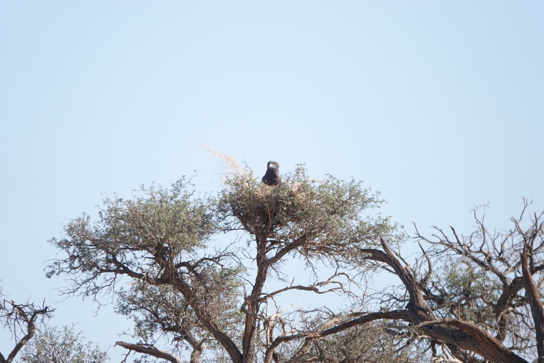 Black-chested Snake-Eagle - ML640663852
