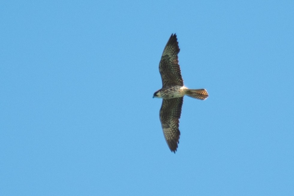 Eleonora's Falcon - ML640663864