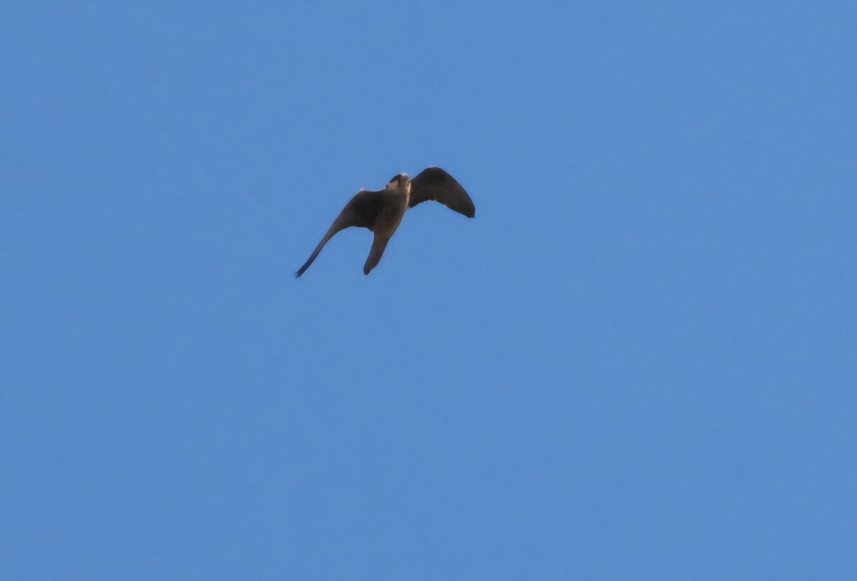 Eleonora's Falcon - ML640663882