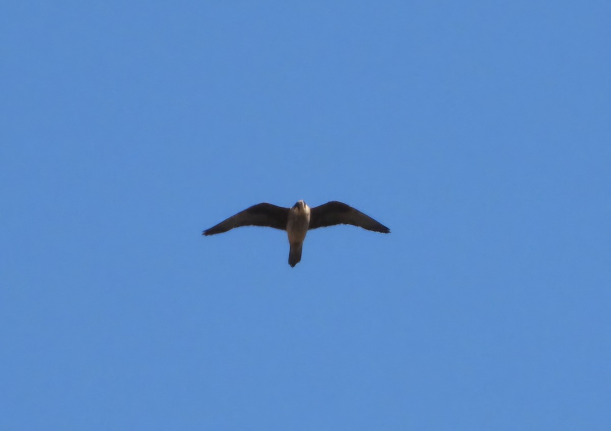 Eleonora's Falcon - ML640663883