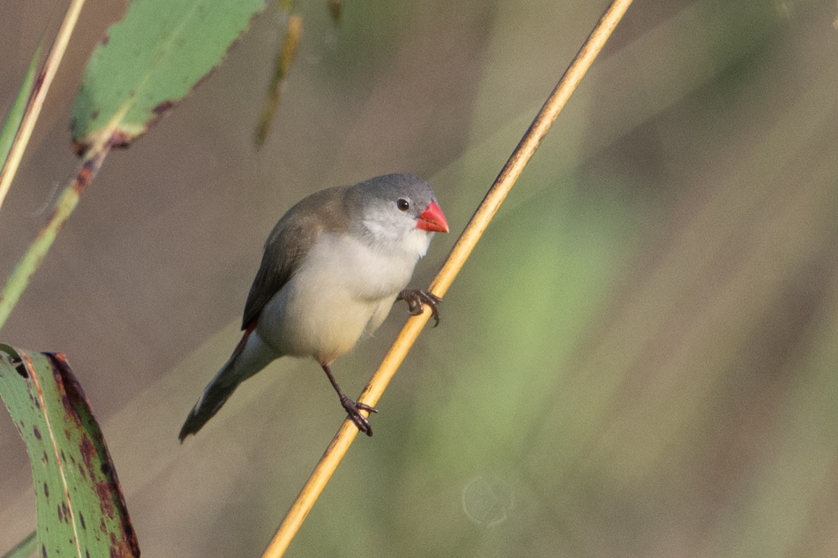 Fawn-breasted Waxbill - ML640663994