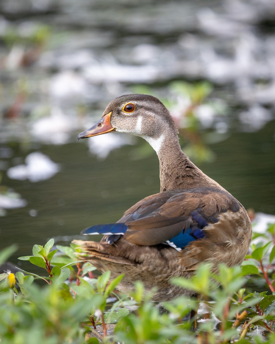 Wood Duck - ML640664002