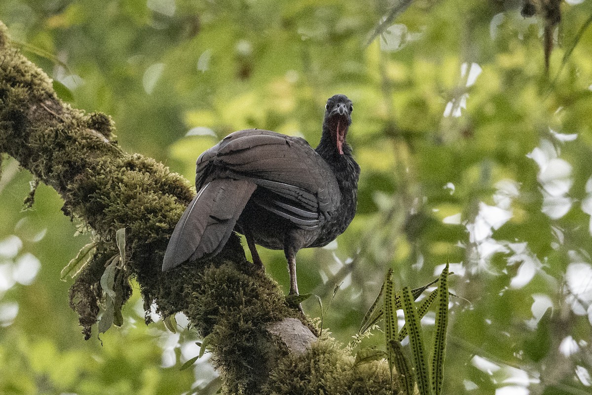 Cauca Guan - ML640664055