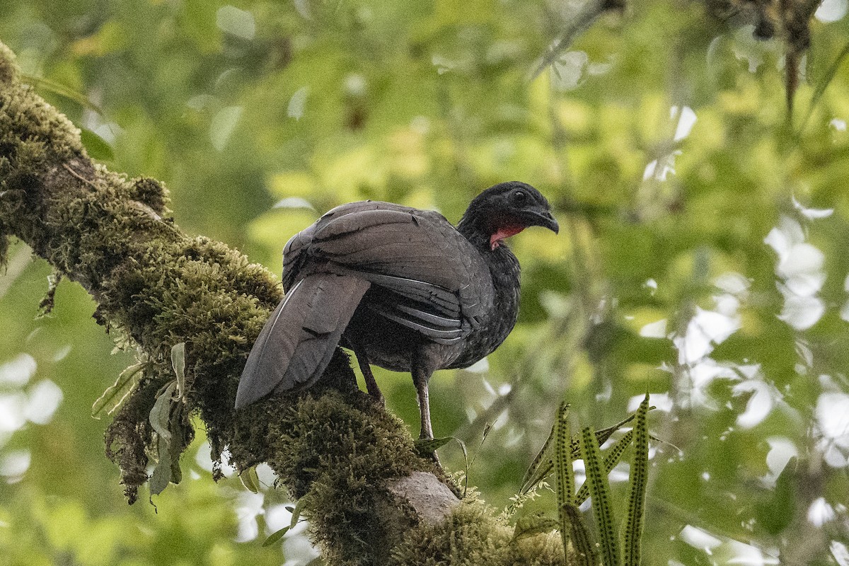 Cauca Guan - ML640664061