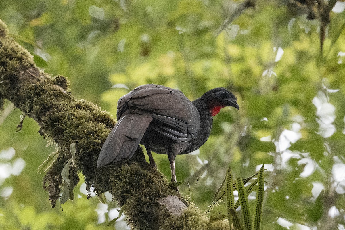 Cauca Guan - ML640664065
