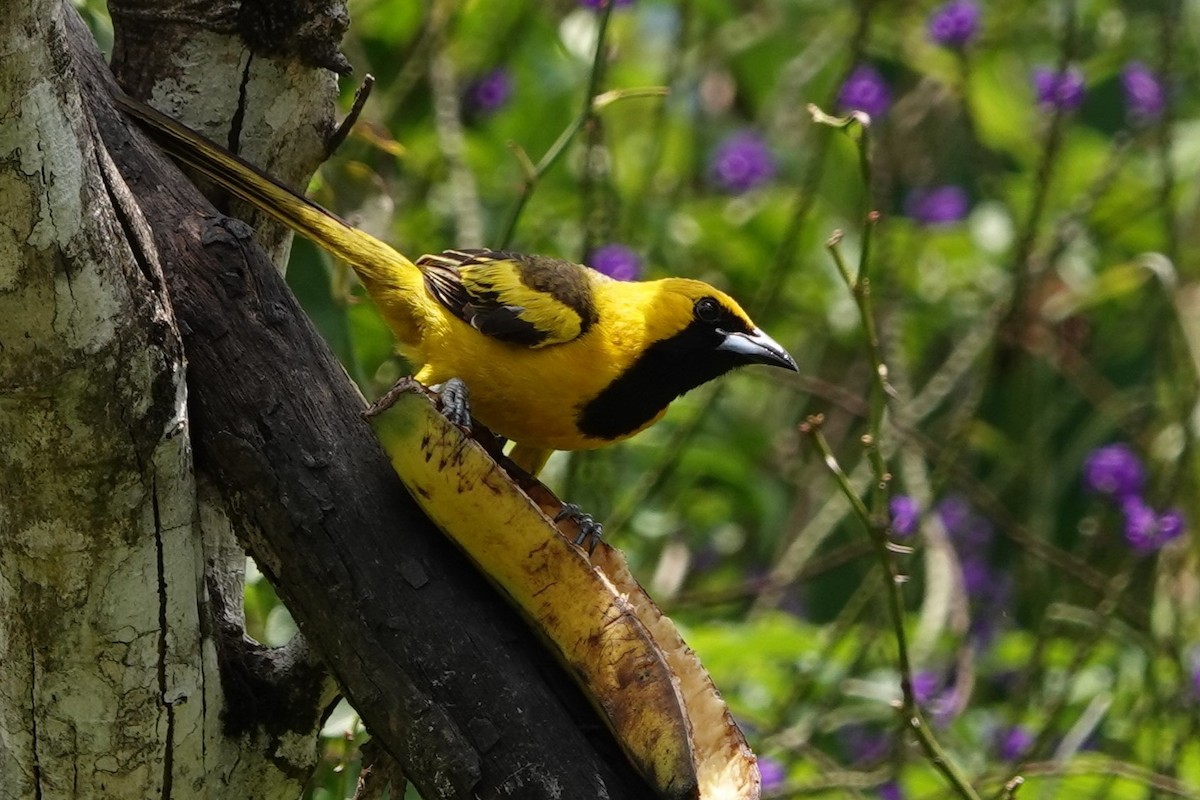 Yellow-tailed Oriole - ML640664072
