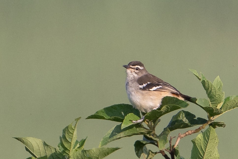 Brown-backed Scrub-Robin - ML640664083