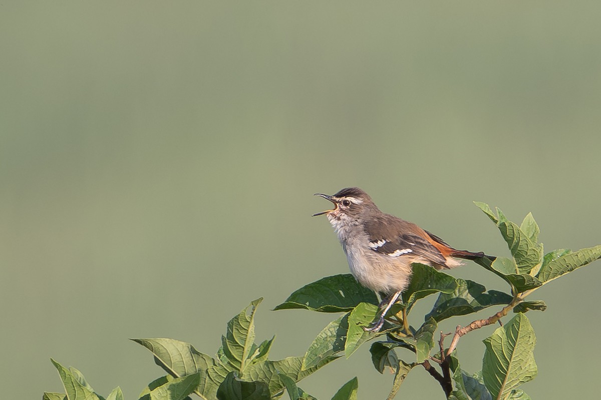 Brown-backed Scrub-Robin - ML640664088