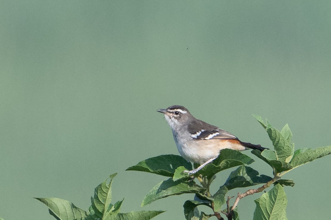 Brown-backed Scrub-Robin - ML640664090