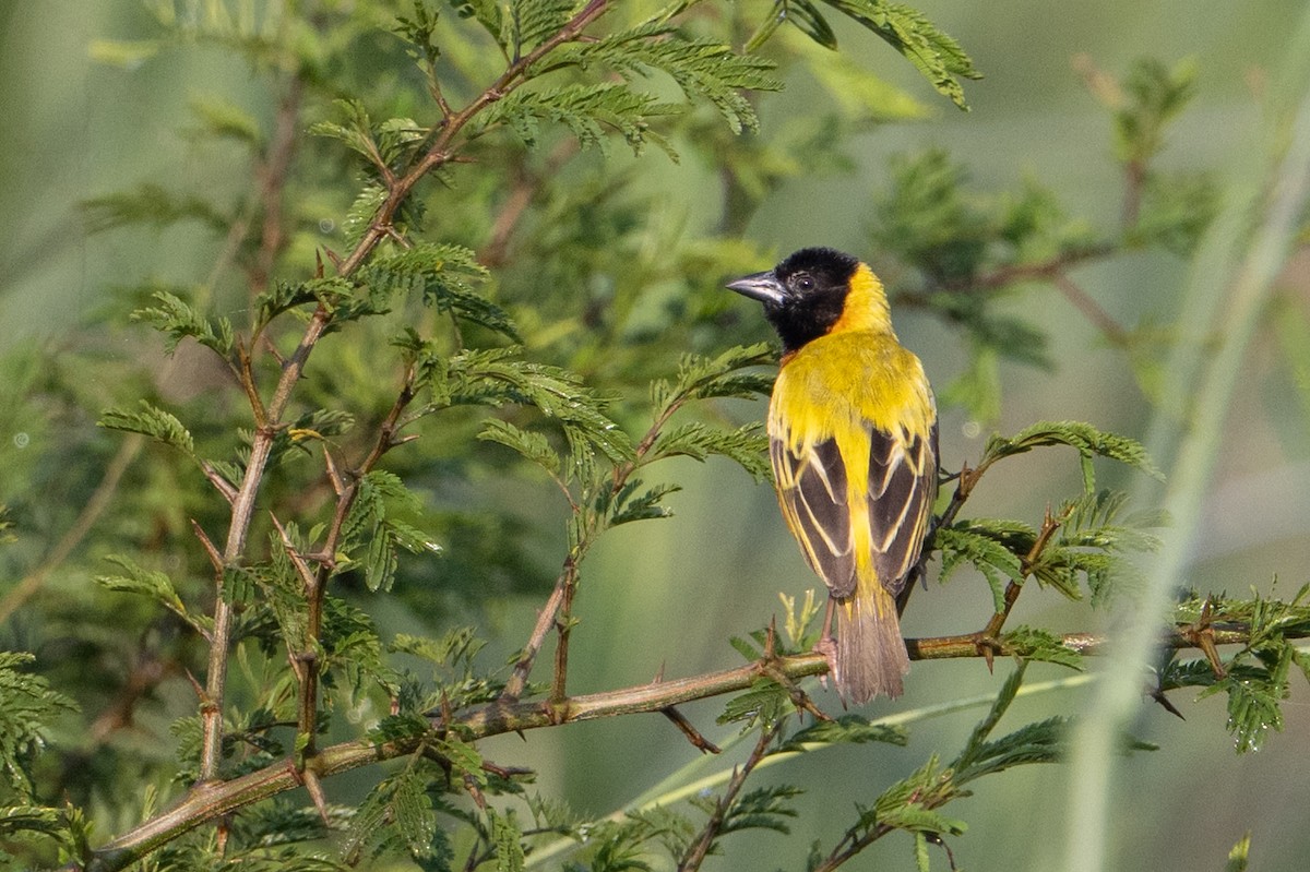 Black-headed Weaver - ML640664099