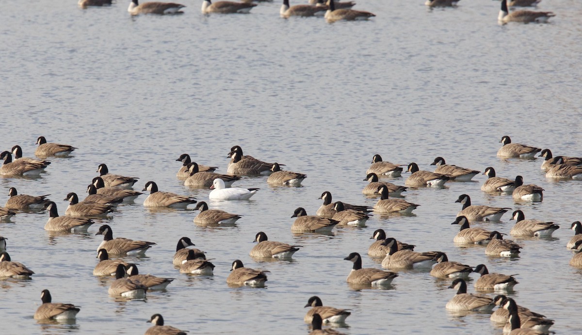 Snow Goose - ML640664154