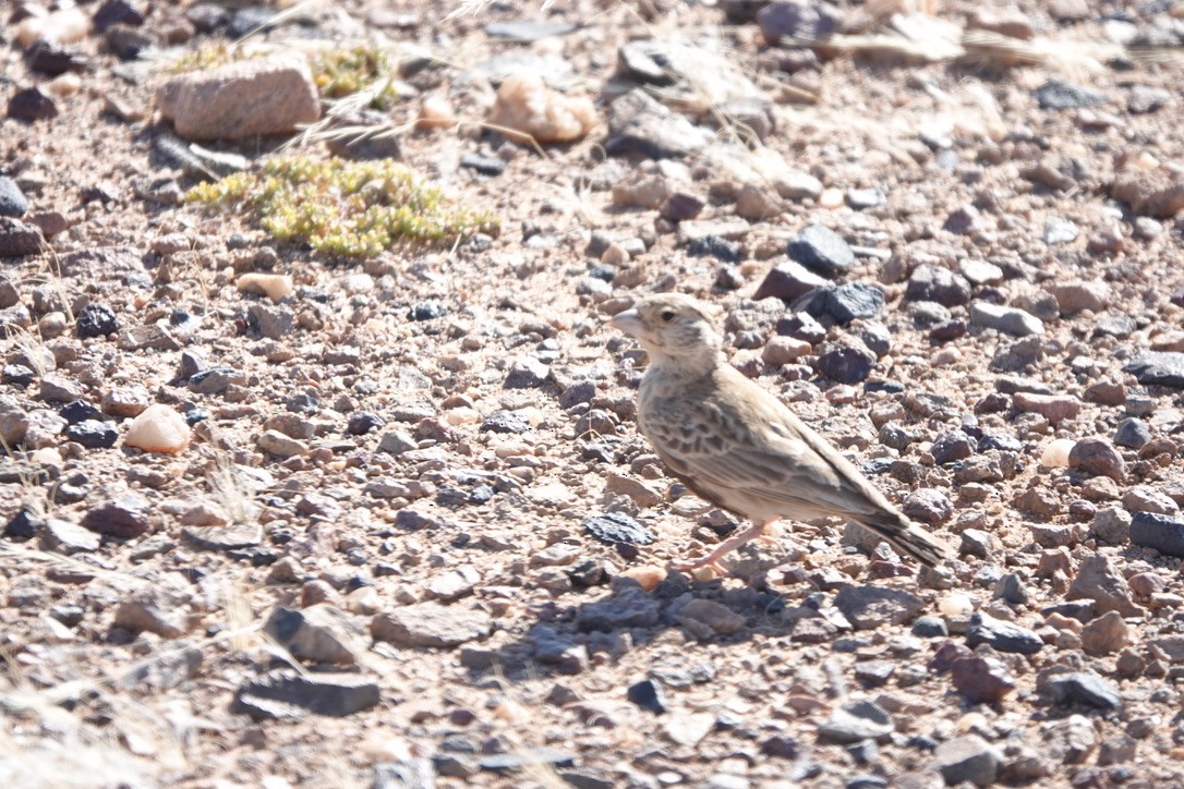 Gray-backed Sparrow-Lark - ML640664175