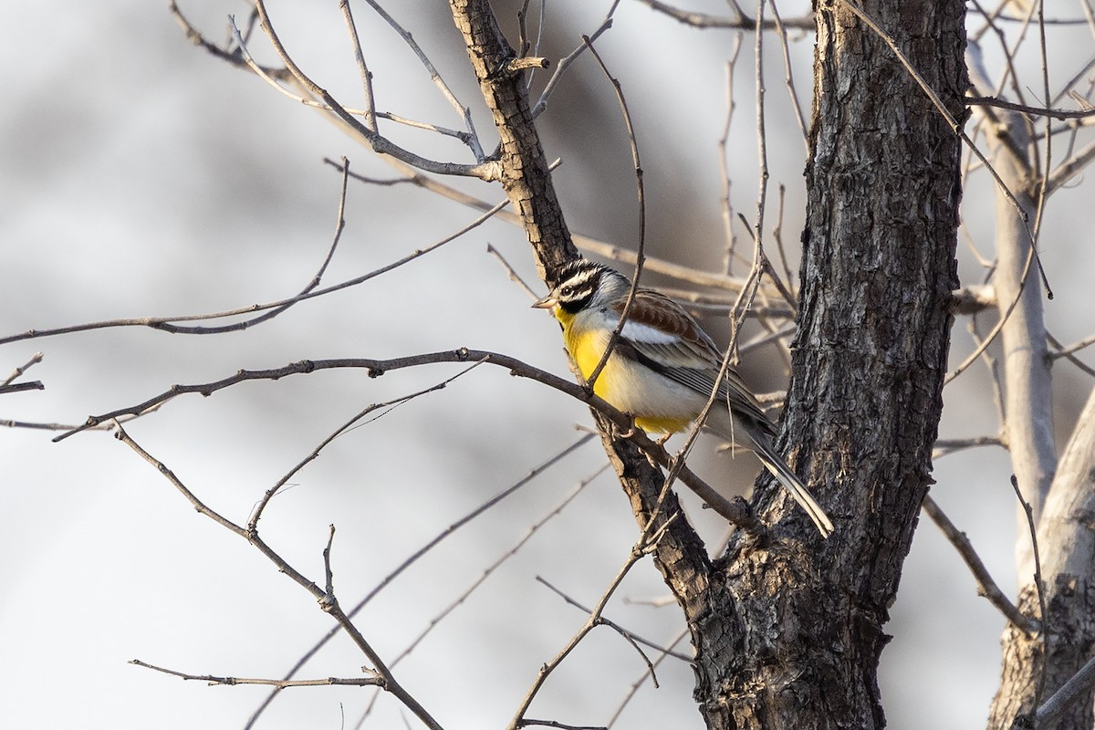 Golden-breasted Bunting - ML640664176