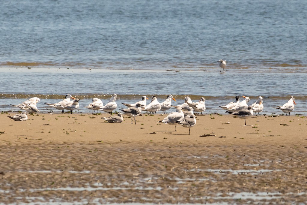 Royal Tern - ML640664355