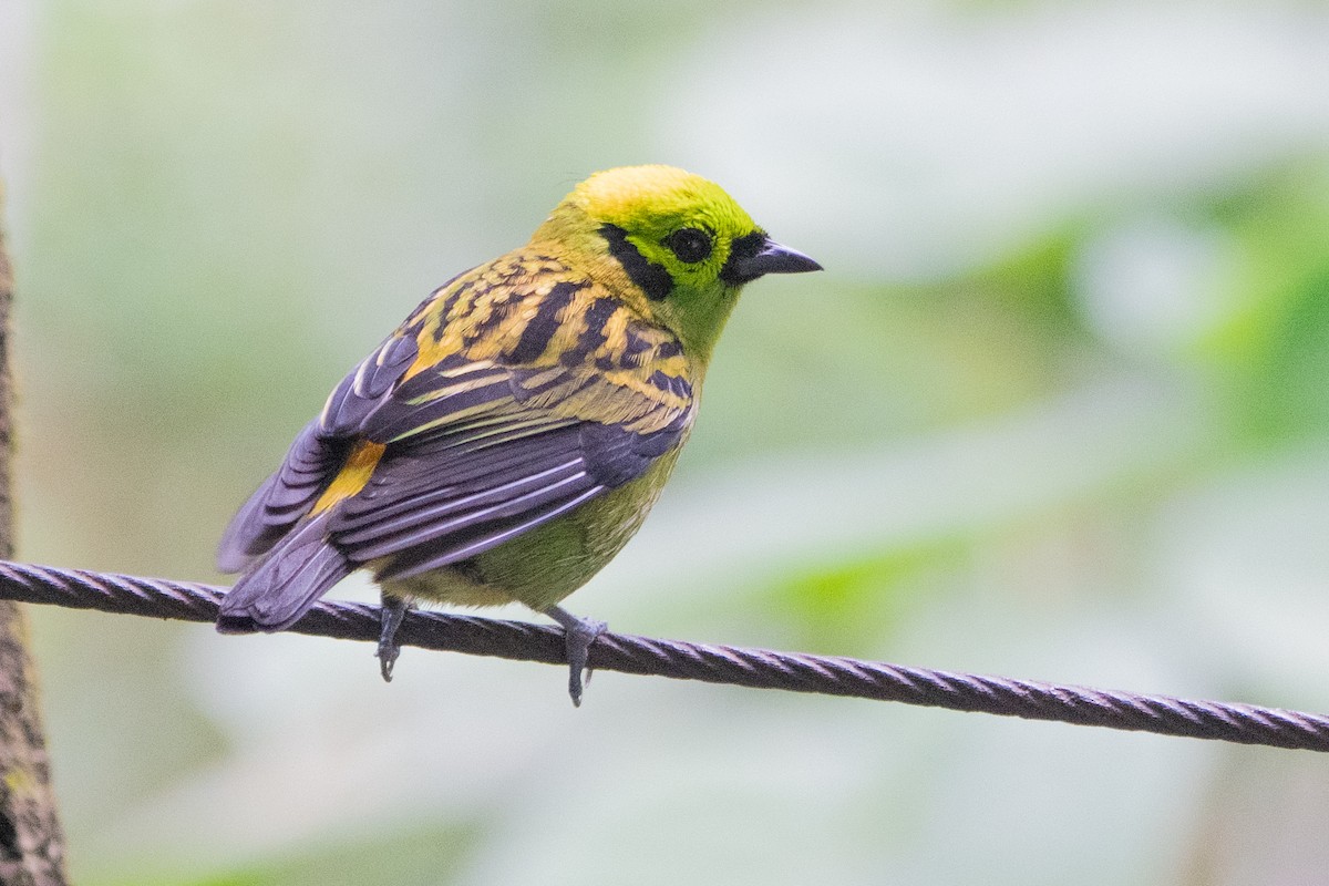 Emerald Tanager - ML640664457