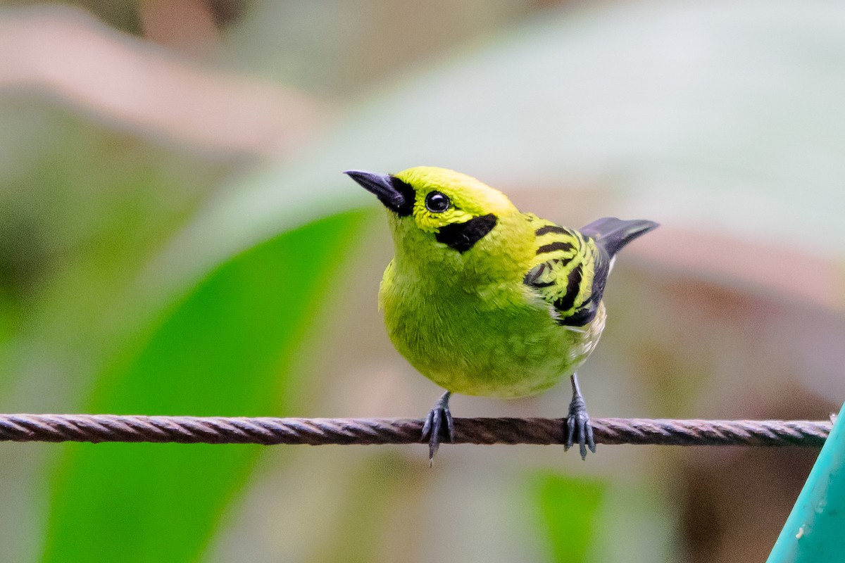 Emerald Tanager - ML640664458