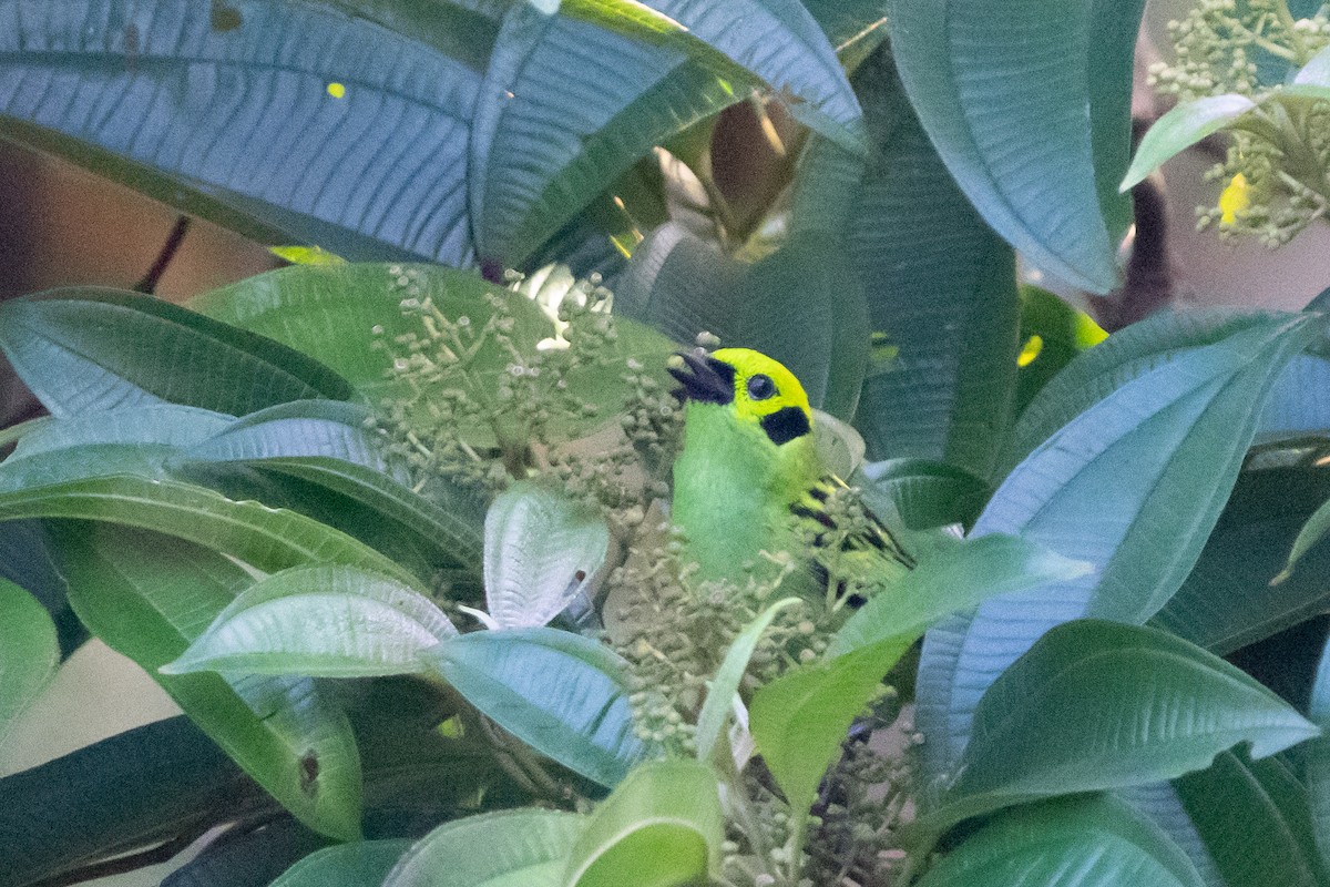 Emerald Tanager - ML640664459