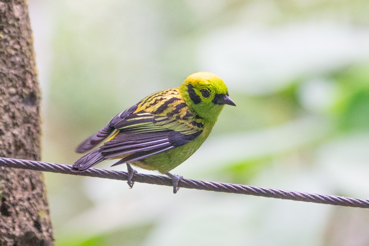 Emerald Tanager - ML640664460