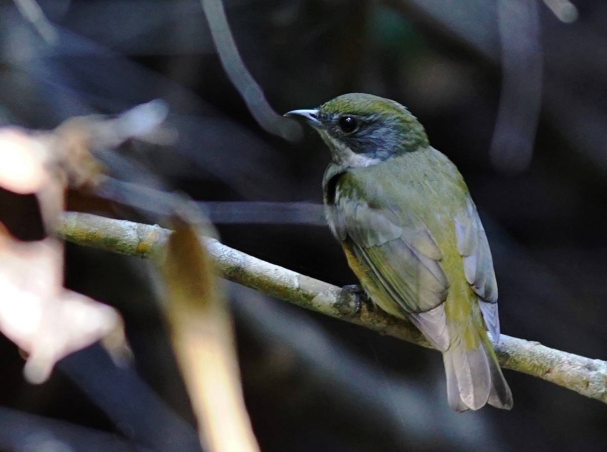 Flame-crowned Manakin - ML640664655