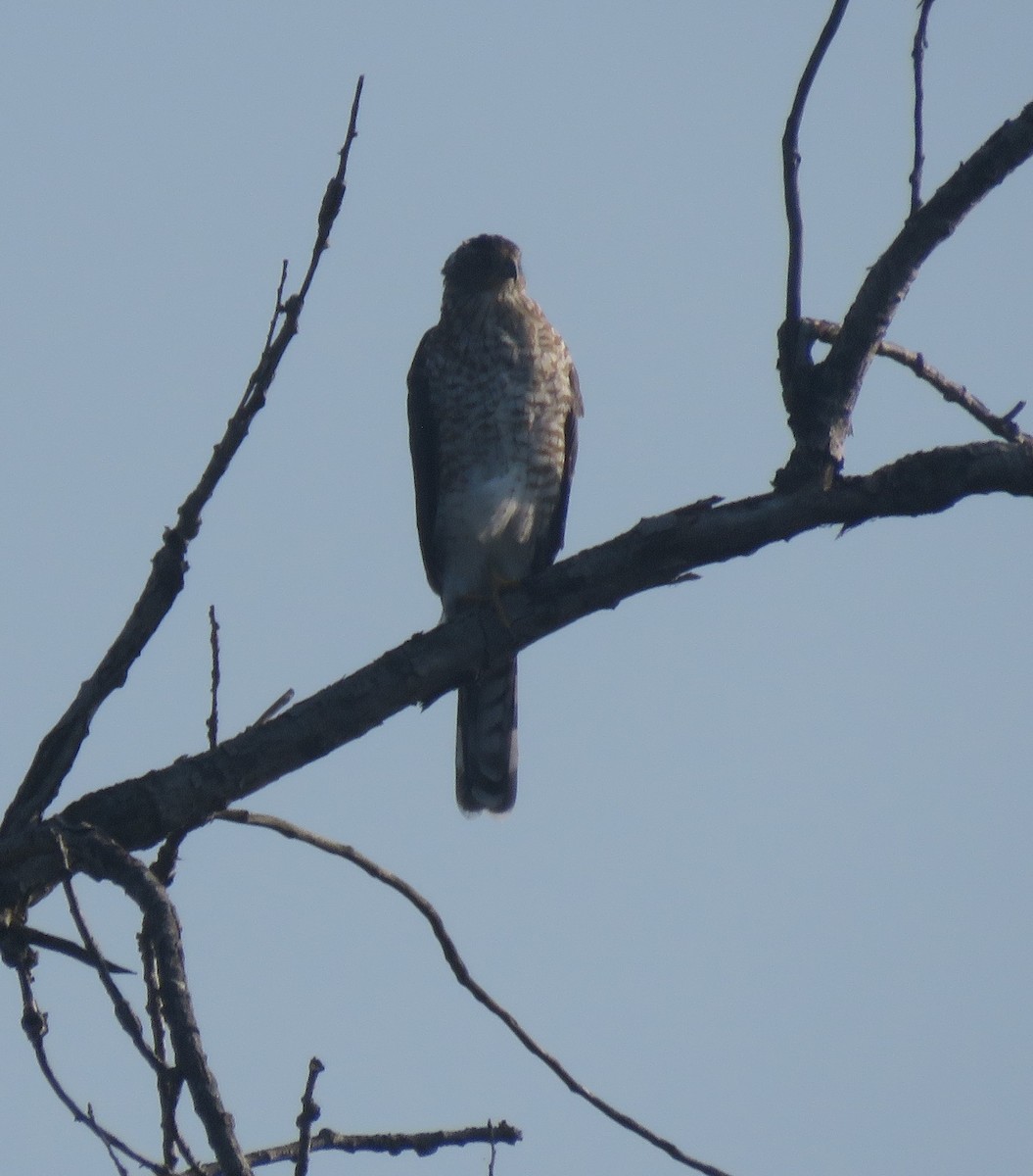 Cooper's Hawk - ML640664657