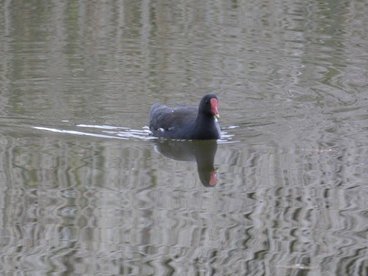 Gallinule poule-d'eau - ML640664662