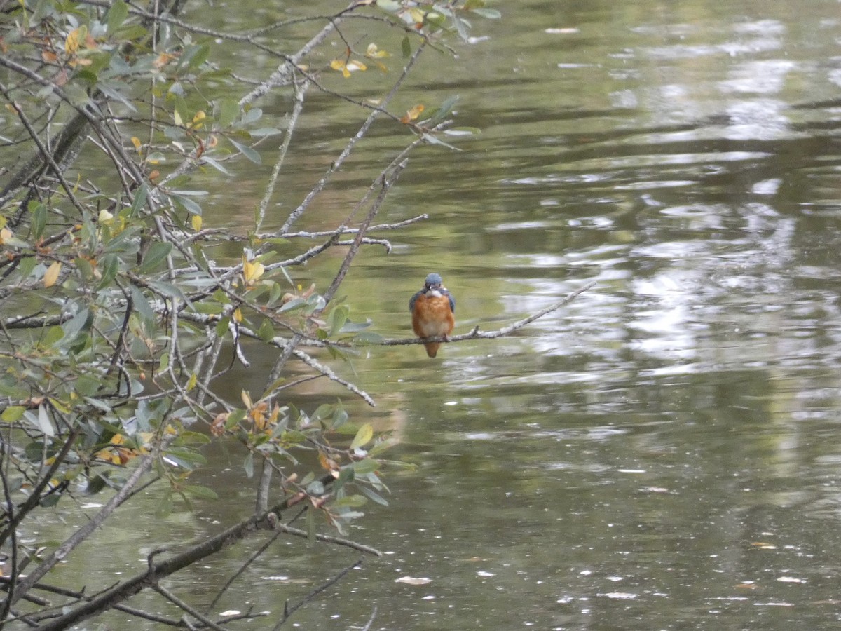 Martin-pêcheur d'Europe (groupe atthis) - ML640664687