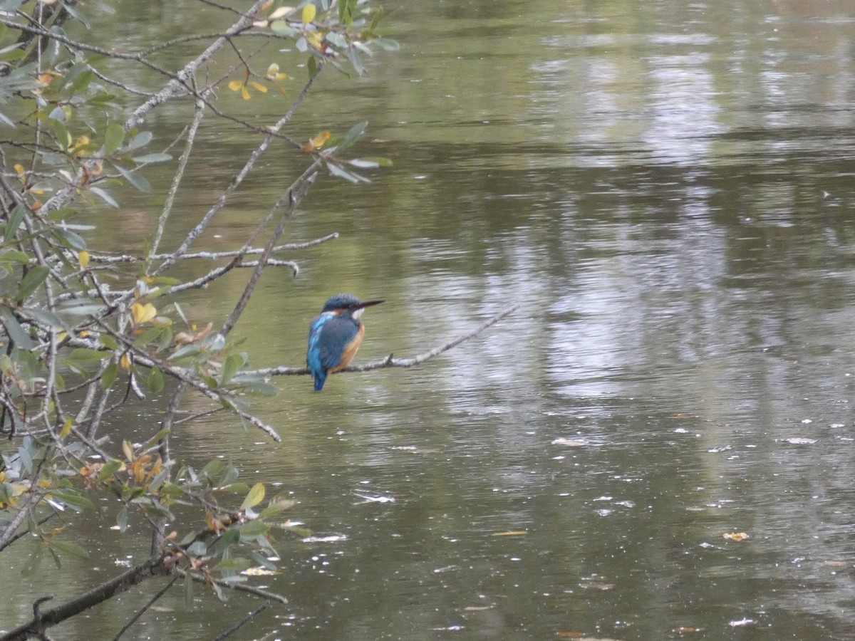 Martin-pêcheur d'Europe (groupe atthis) - ML640664708