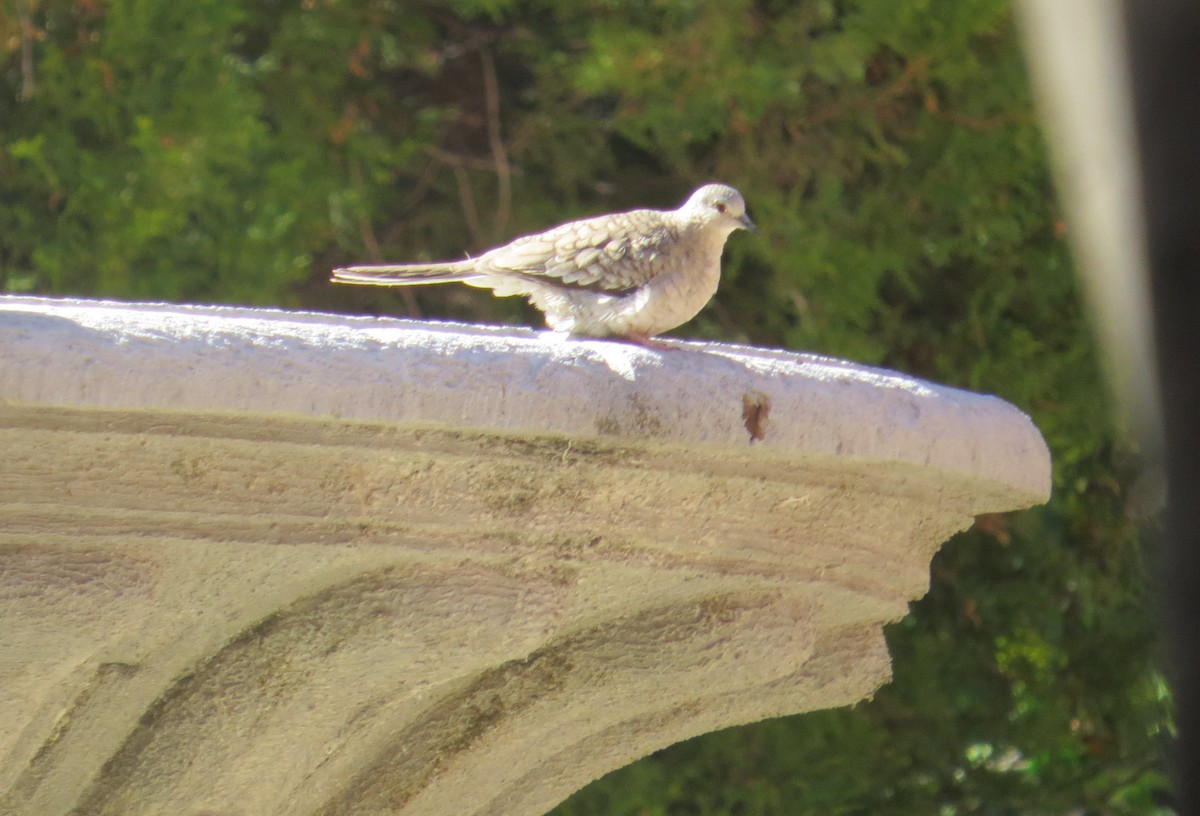 Inca Dove - ML640664729