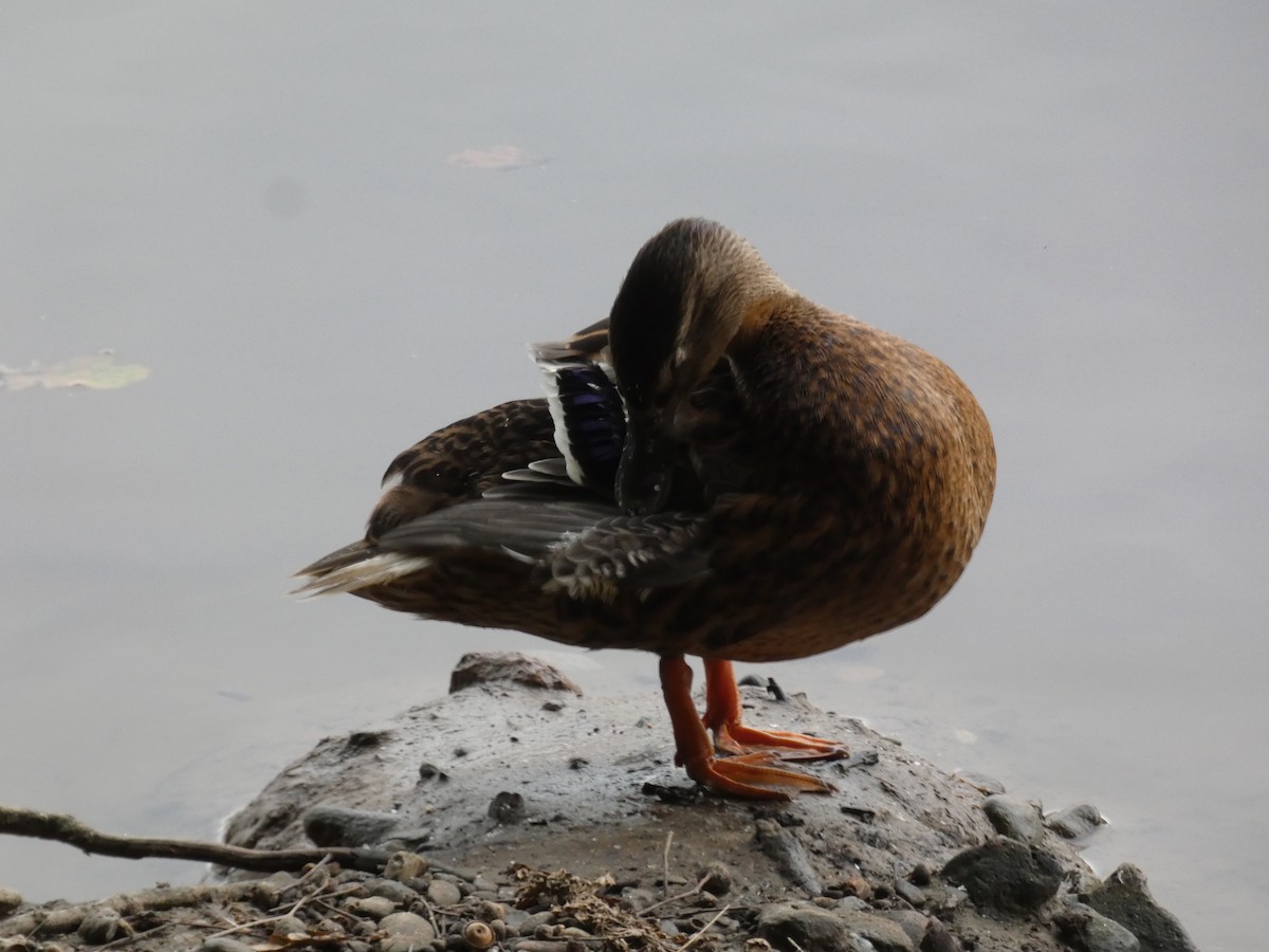 Canard colvert - ML640664732
