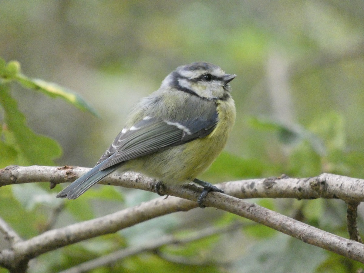 Mésange bleue - ML640664780