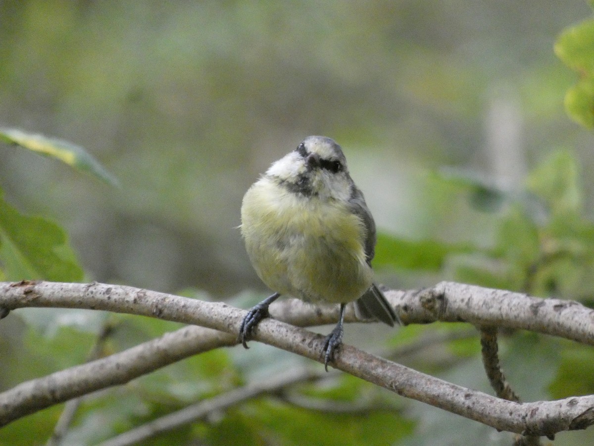 Mésange bleue - ML640664786