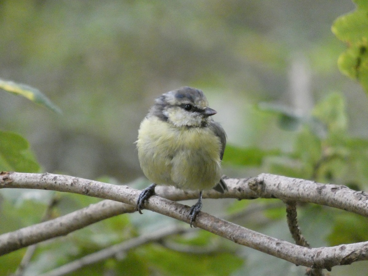 Mésange bleue - ML640664793