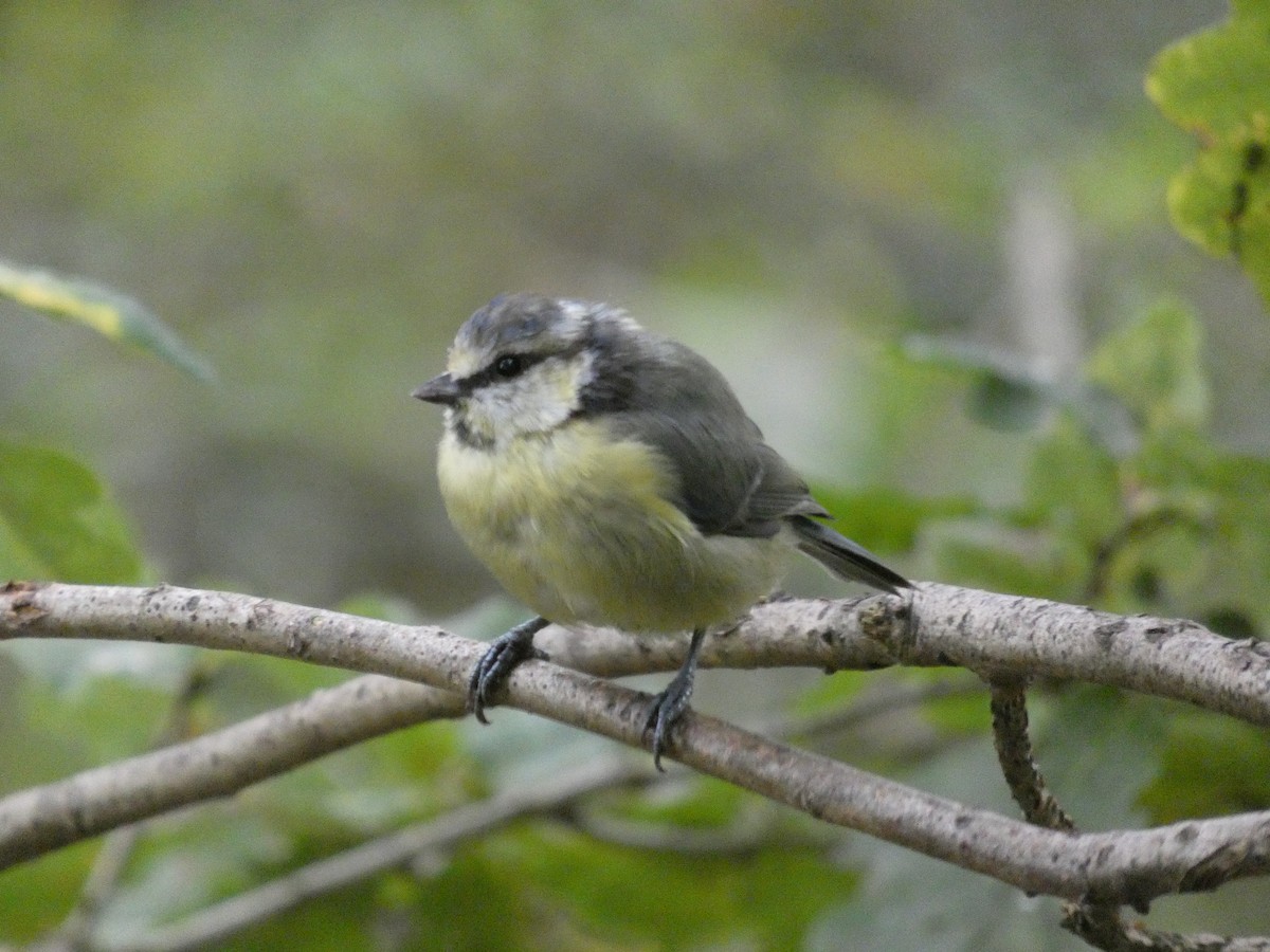 Mésange bleue - ML640664798