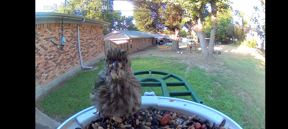 メキシコマシコ - ML640664823