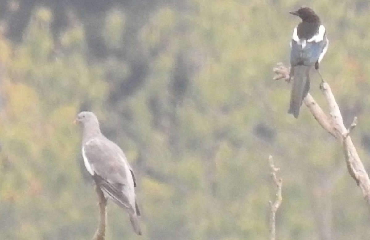 pigeon/dove sp. - ML640664826
