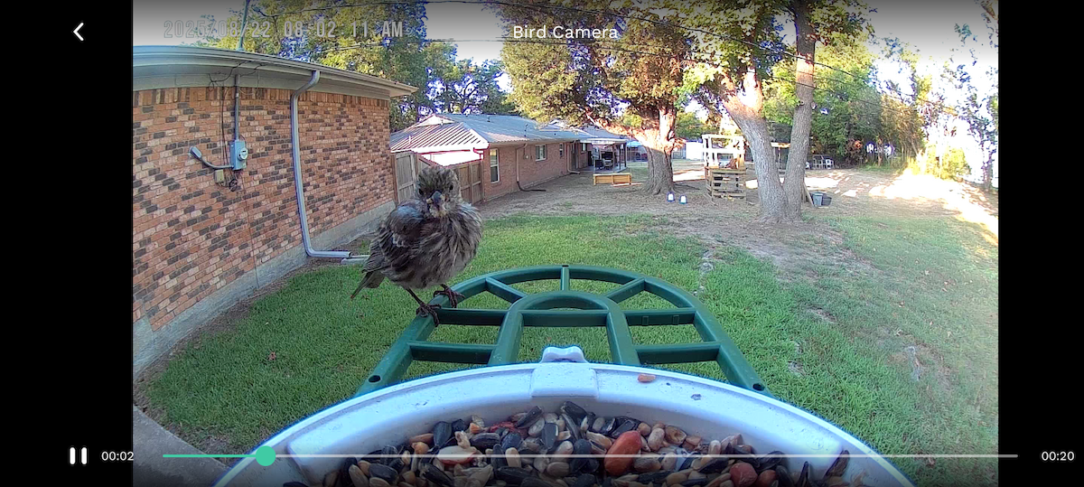 メキシコマシコ - ML640664827