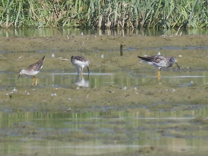 Lesser Yellowlegs - ML640664991