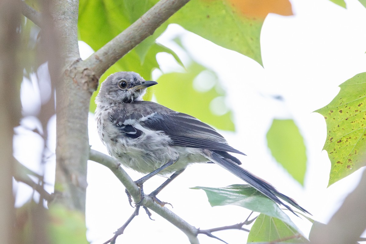 Northern Mockingbird - ML640665011