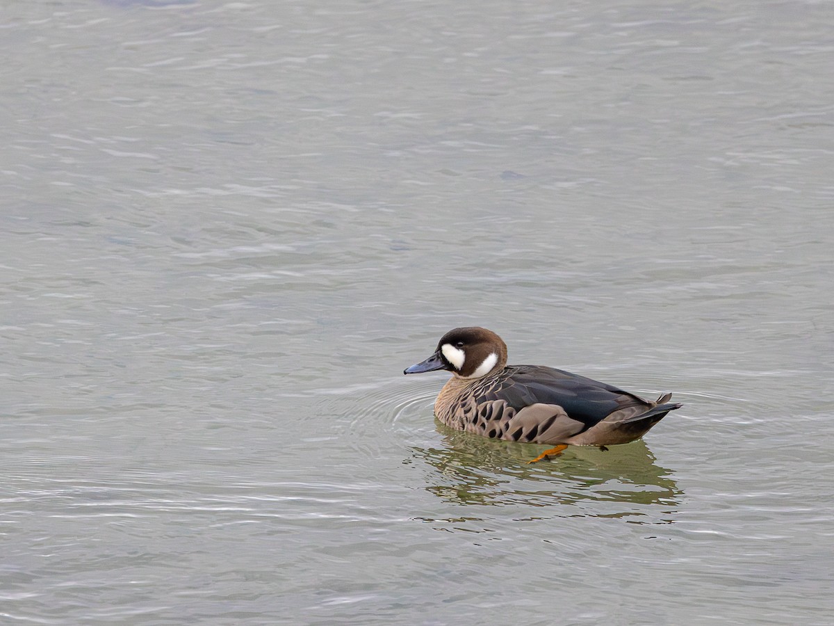 Spectacled Duck - ML640665025
