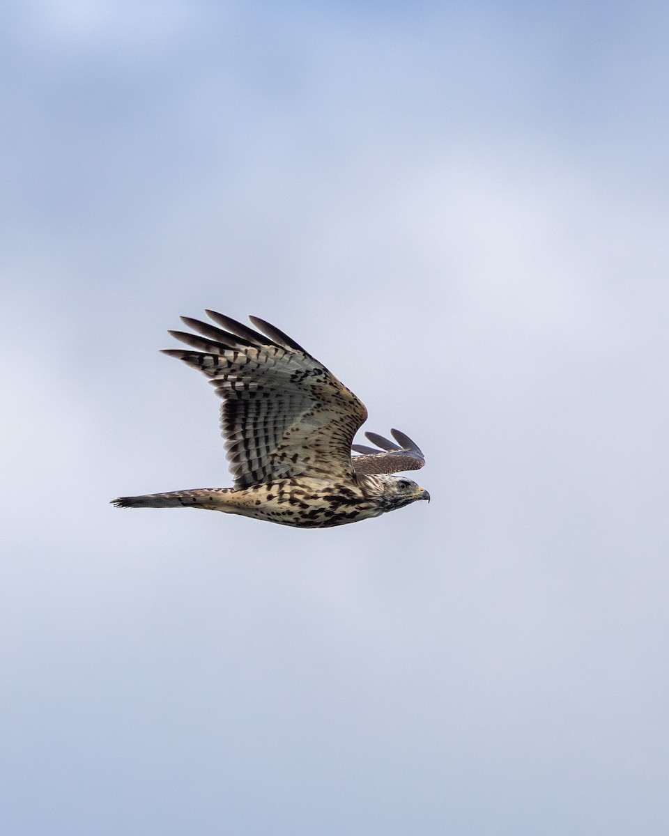 Red-shouldered Hawk - ML640665047
