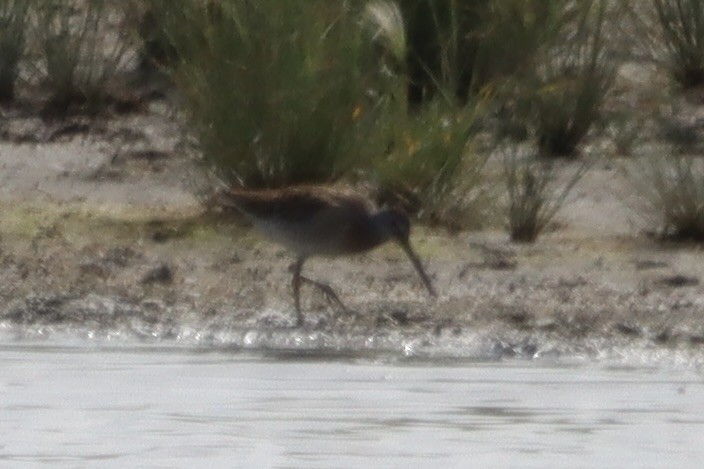 Short-billed Dowitcher - ML640665158