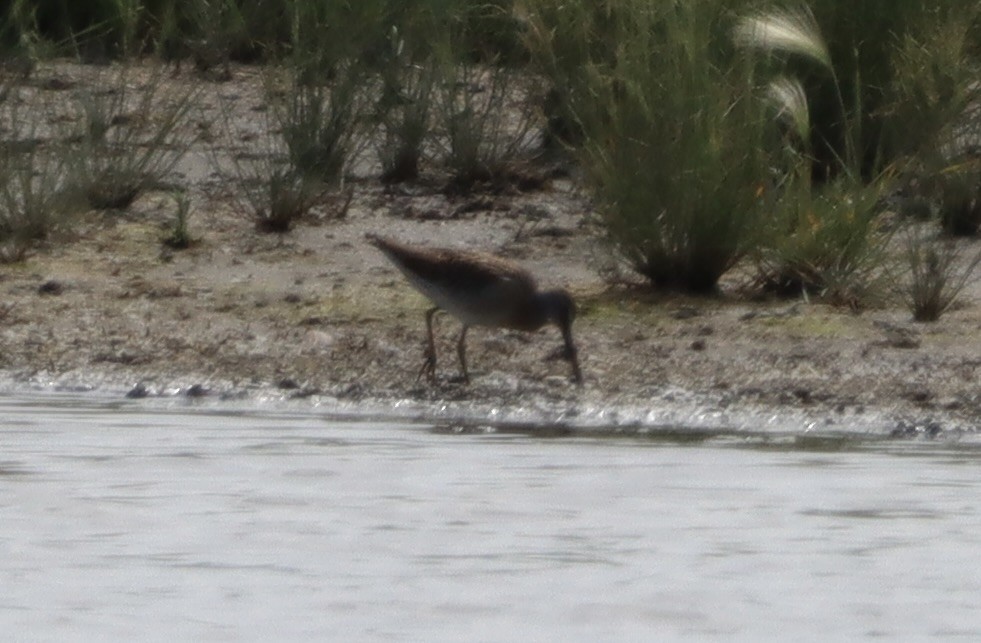 Short-billed Dowitcher - ML640665183